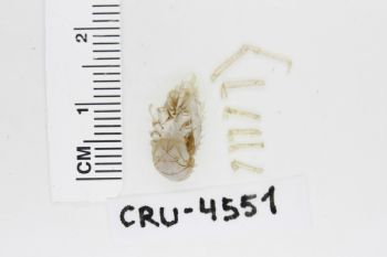 Media type: image;   Invertebrate Zoology CRU-4551 Description: Preserved specimen.;